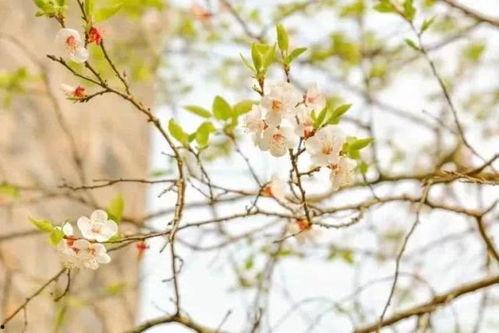 春春草在线观看,在线观看,探寻青春的绿色篇章 第3张 春春草在线观看,在线观看,探寻青春的绿色篇章 第3张